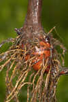 River bulrush